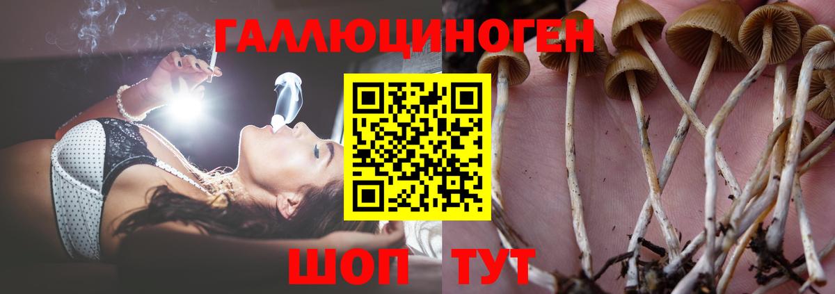 Псилоцибиновые грибы Psilocybe Ейск